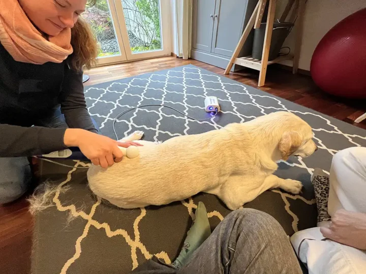 Tripawd Penny receiving a therapy treatment