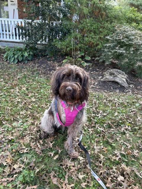 Tripawd Griffon Piper sitting outside wearing a pink harness