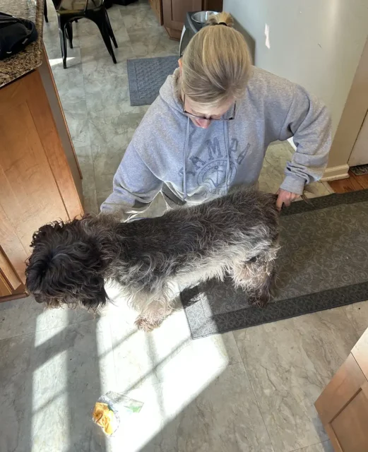 Tripawd Griffon Piper doing stretching excercise