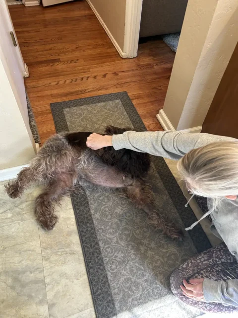 Tripawd Griffon Piper lying on her side during a rehab exercise
