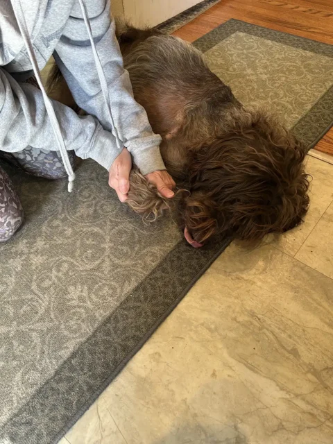 Tripawd Griffon Piper having her front leg stretched during therapy