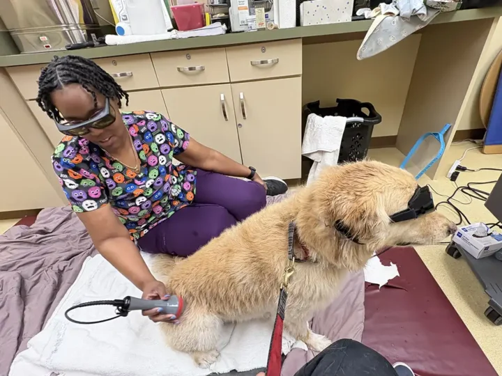 Tripawd River receiving cold laser treatment