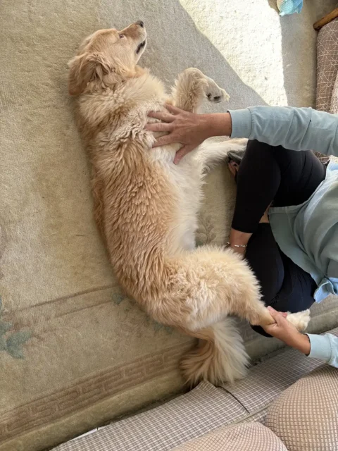 Tripawd River getting full body massage