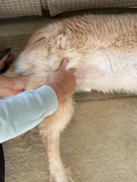 River getting thigh massage