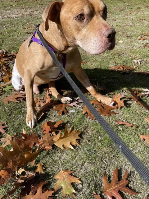 Kaiserin Fund Recipient Tripawd Teddy sitting on leaves