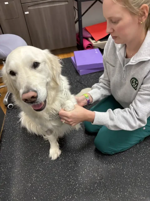 Tripawd Charlie getting massage during a rehab appointment