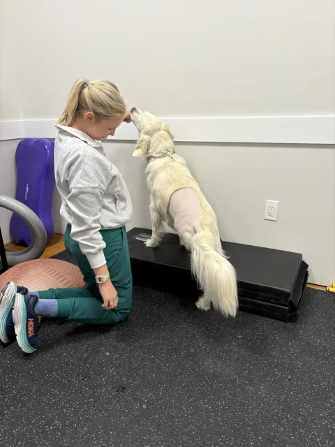 Tripawd Charlie standing on a platform with his therapist