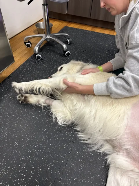 Golden Retriever lying down during massage