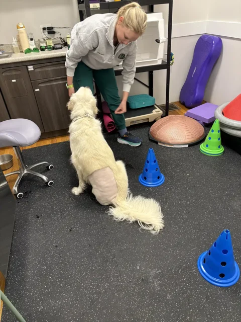 Tripawd Charlie doing rehab exercises with cones