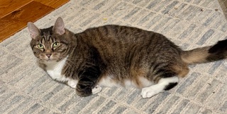 MIschief the osteosarcoma cat cancer fighter (Image: Joseph Bershad)