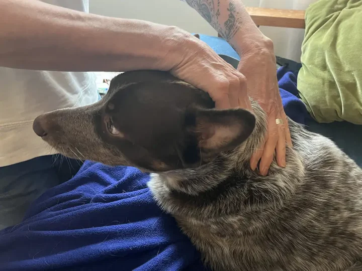Tripawd Zuke receiving massage