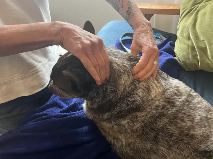 Tripawd Zuke getting a neck massage