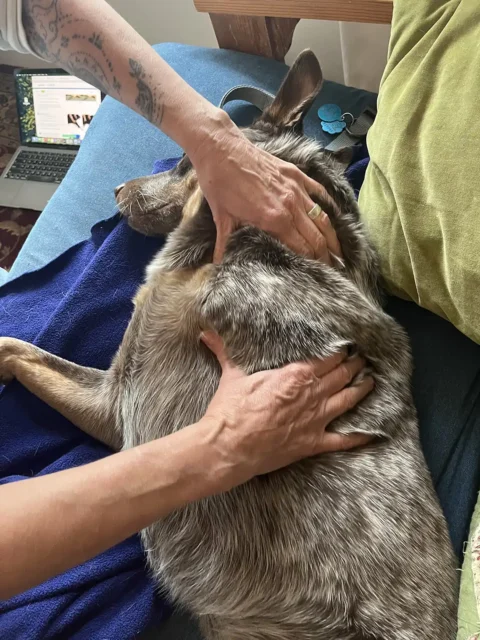 Tripawd Zuke resting while being massaged