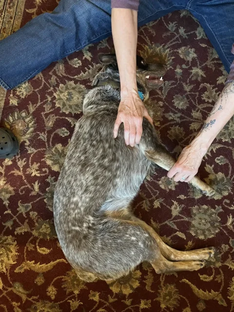 Cattle gog resting while being massaged