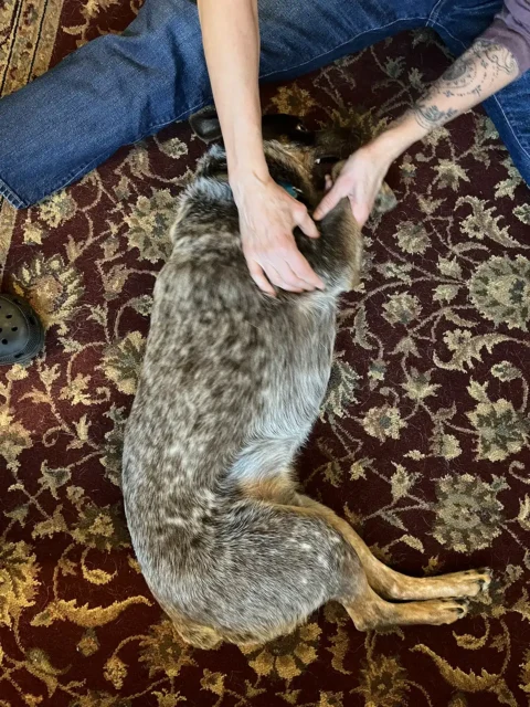 Zuke relaxing during a home massage session