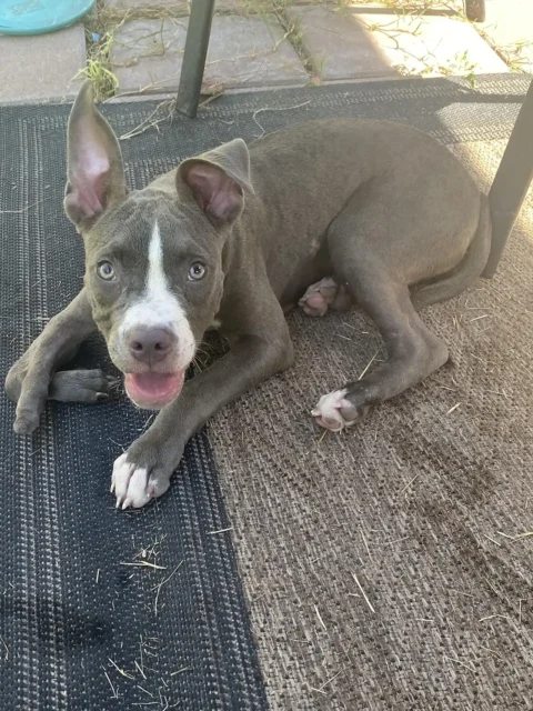 Tripawd Chicken lying on a mat outdoors
