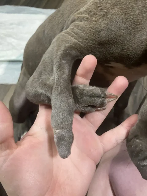 Tripawd Chicken showing close up of her front leg before amputation
