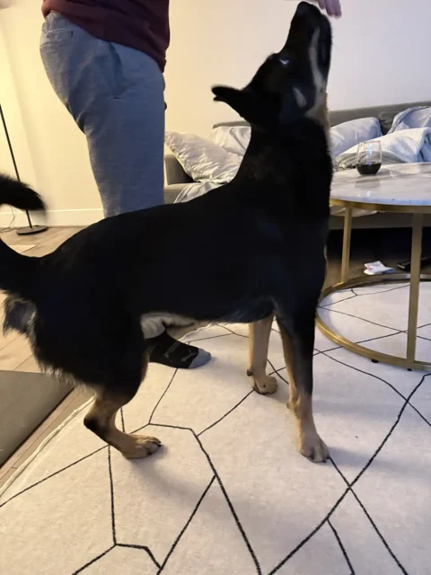 Tripawd Fuji stretches upward during a home exercises