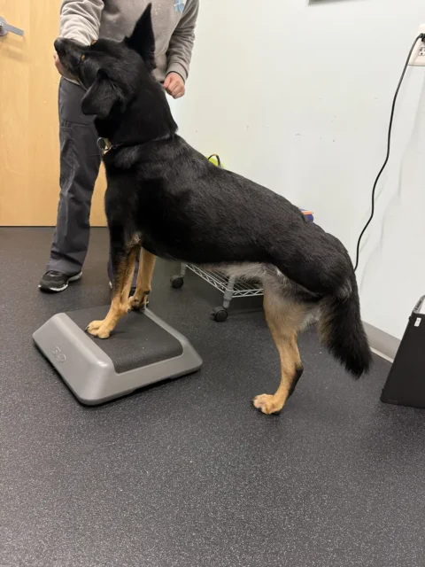 Tripawd Fuji doing rehab exercises