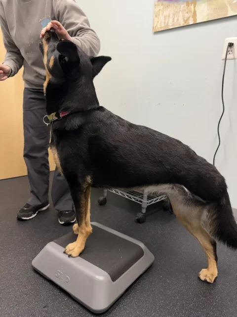 Tripawd Fuji doing a rehab exercise