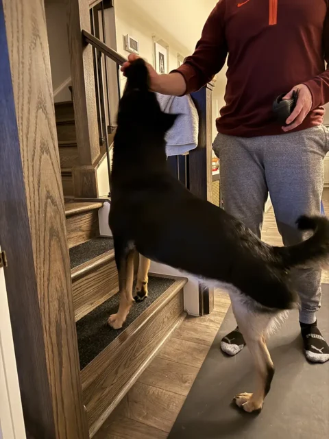 German Sherpherd mix practices home exerciess on stairs