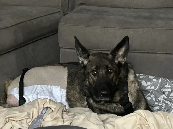 Kaiserin Fund Recipient Tripawd Gretchen resting on her bed
