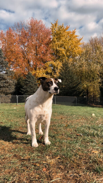 Winston gets his life back after amputation surgery