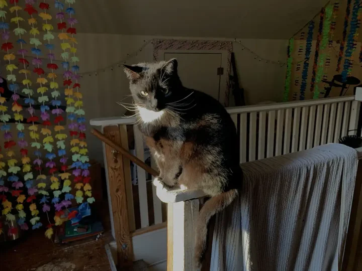 Tripawd cat Matilda sitting on a railing