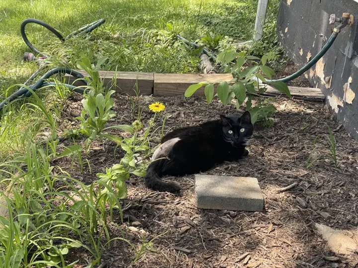 Tripawd cat Matilda resting outdoors