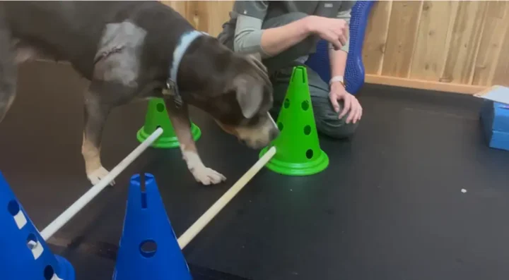 Tripawd Nora walking over cavaletti poles during physical therapy