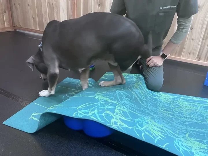 Pitbull stepping over foam pads