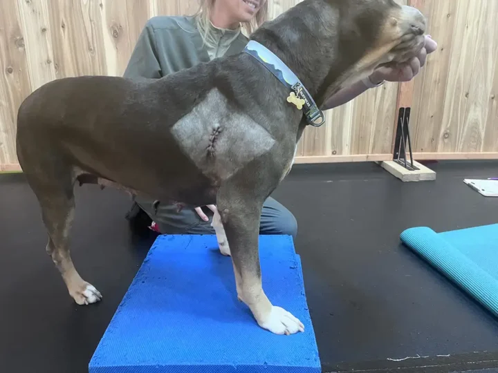 Tripawd Nora standing on a blue exercise mat
