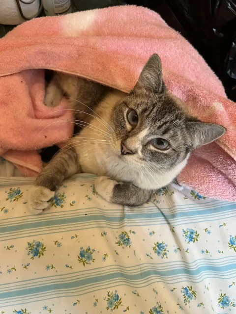 Tripawd Tiny Kitty resting under a pink blanket