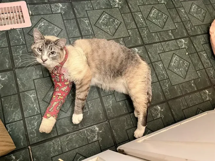 Tripawd Tiny Kitty lying on the floor with a bandaged front leg