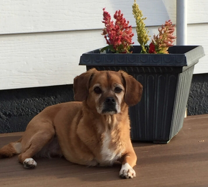 Tripawd Spree lived an incredible 12 years!