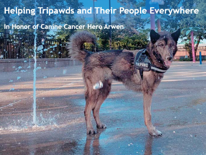 The Arwen Legacy Fund