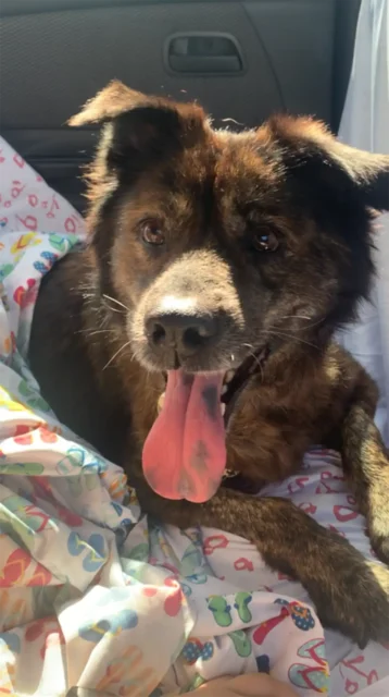 Shepherd mix riding in car