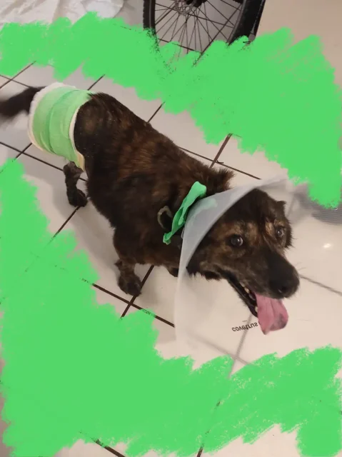 Tripawd Aya standing on 3 legs