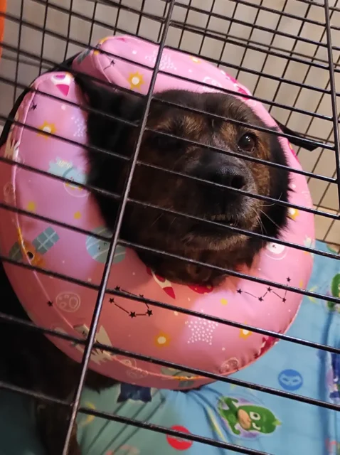 Tripawd Aya in crate wearing E-collar