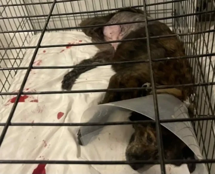 Tripawd Aya resting in a crate