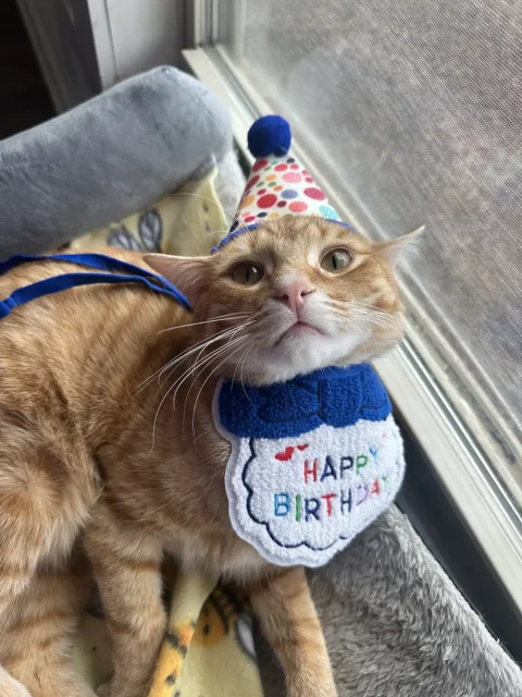 Orange tabby cat wearing a birthday hat and bib