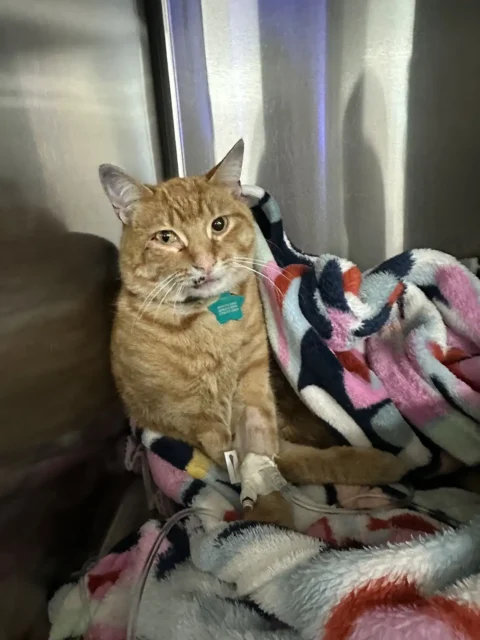 Tri-kitty Billy Bob sitting on a blanket with an IV in his front leg