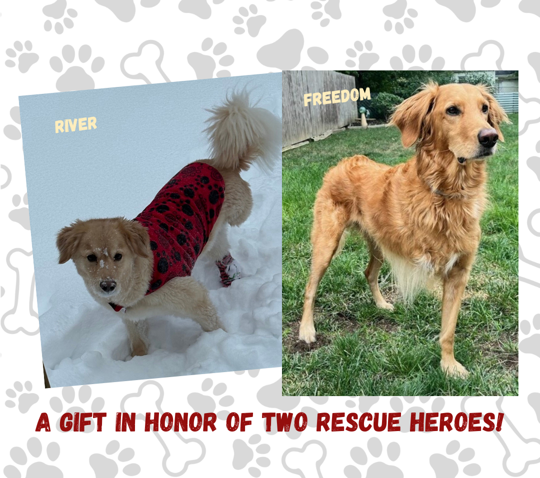 Tripawds Foundation rescue dog donation