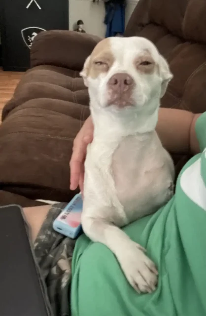 White Chihuahua dog sitting upright