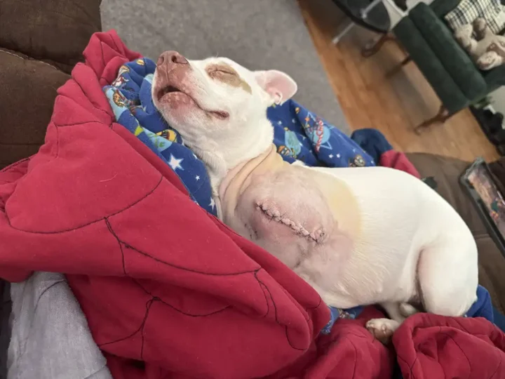 Tripawd Gracie sleeping on blankets