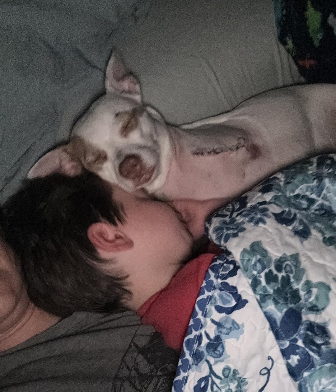 Tripawd Gracie begins healing with Tripawds Foundation ASAP Grant Help.