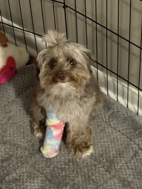 Tripawd Mena sitting in crate