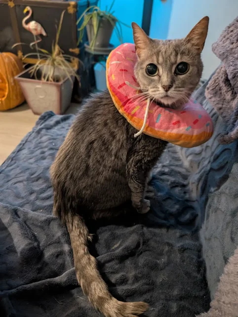 Tri-kitty Ashtray wearing an E-collar