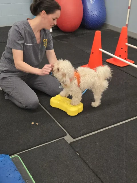 Tripawd Bertie on balance step during canine rehab
