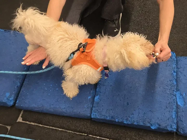 Miniature Poodle stretches forward for a treat